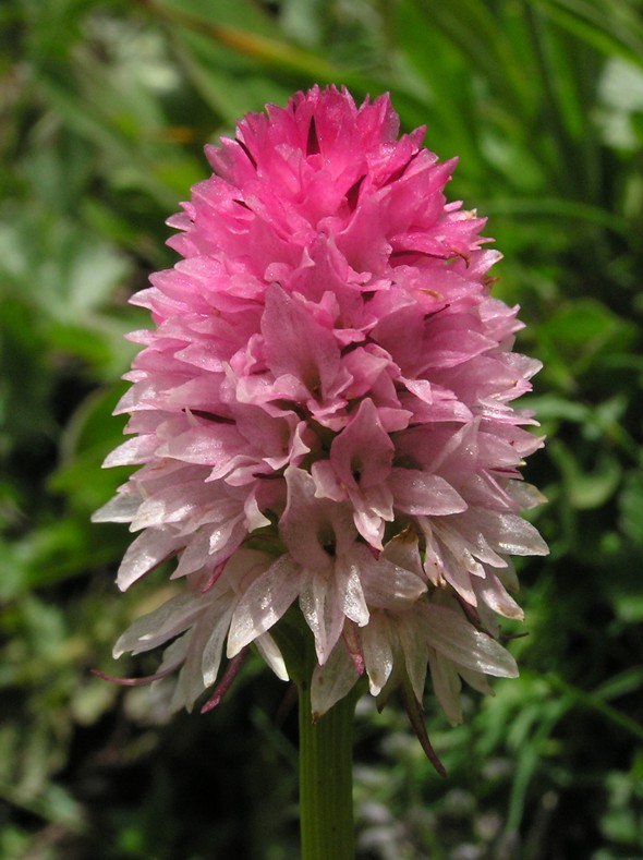 Nigritella corneliana / Nigritella di Cornelia Rudio